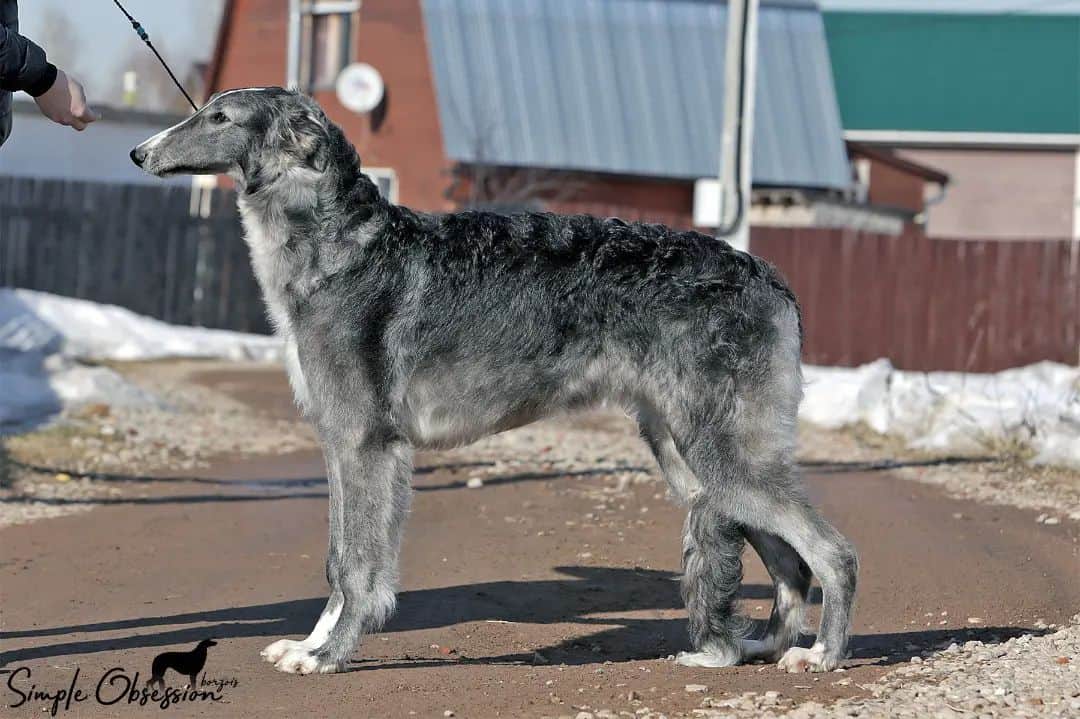 silver borzoi