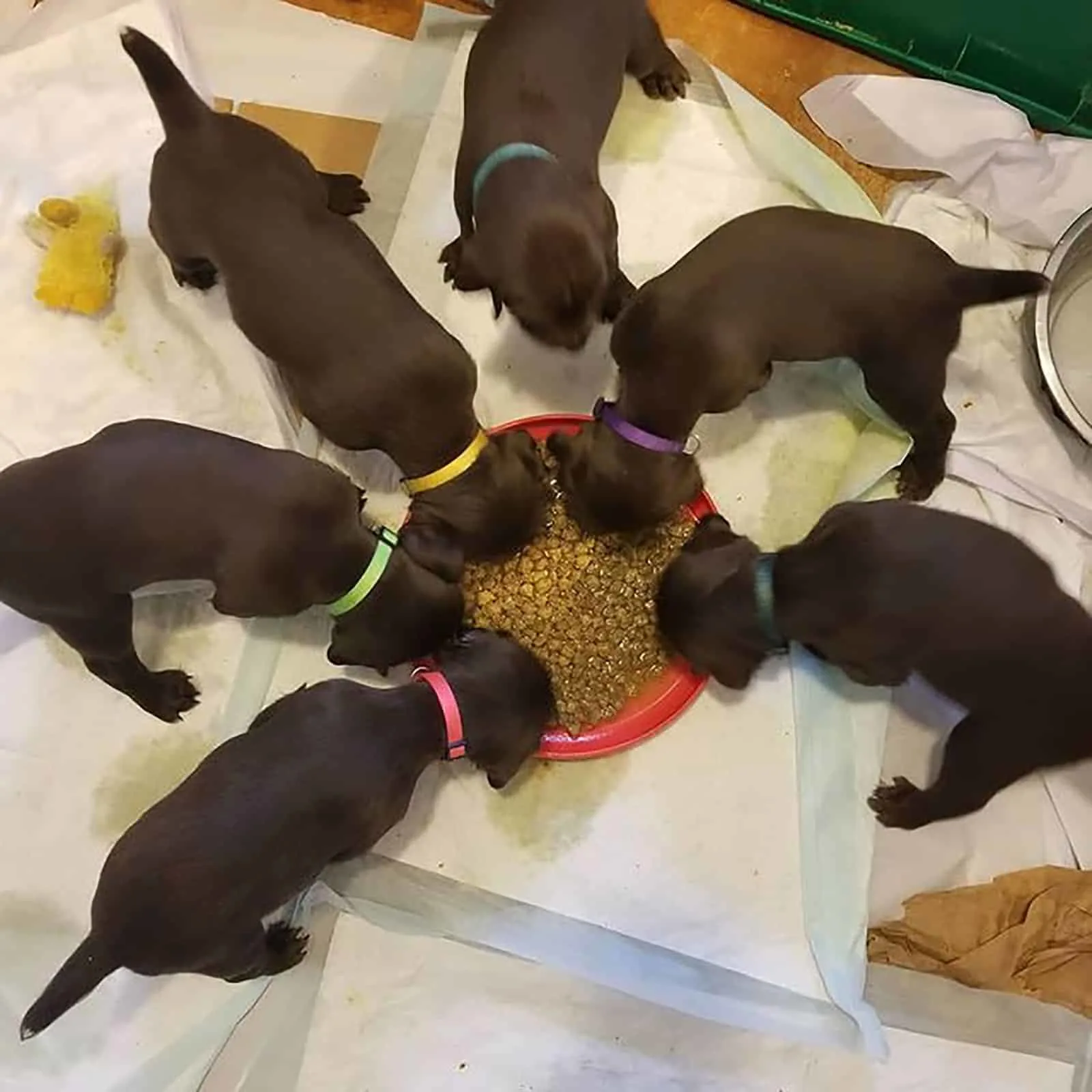 six pudelpointer puppies eating from a bowl