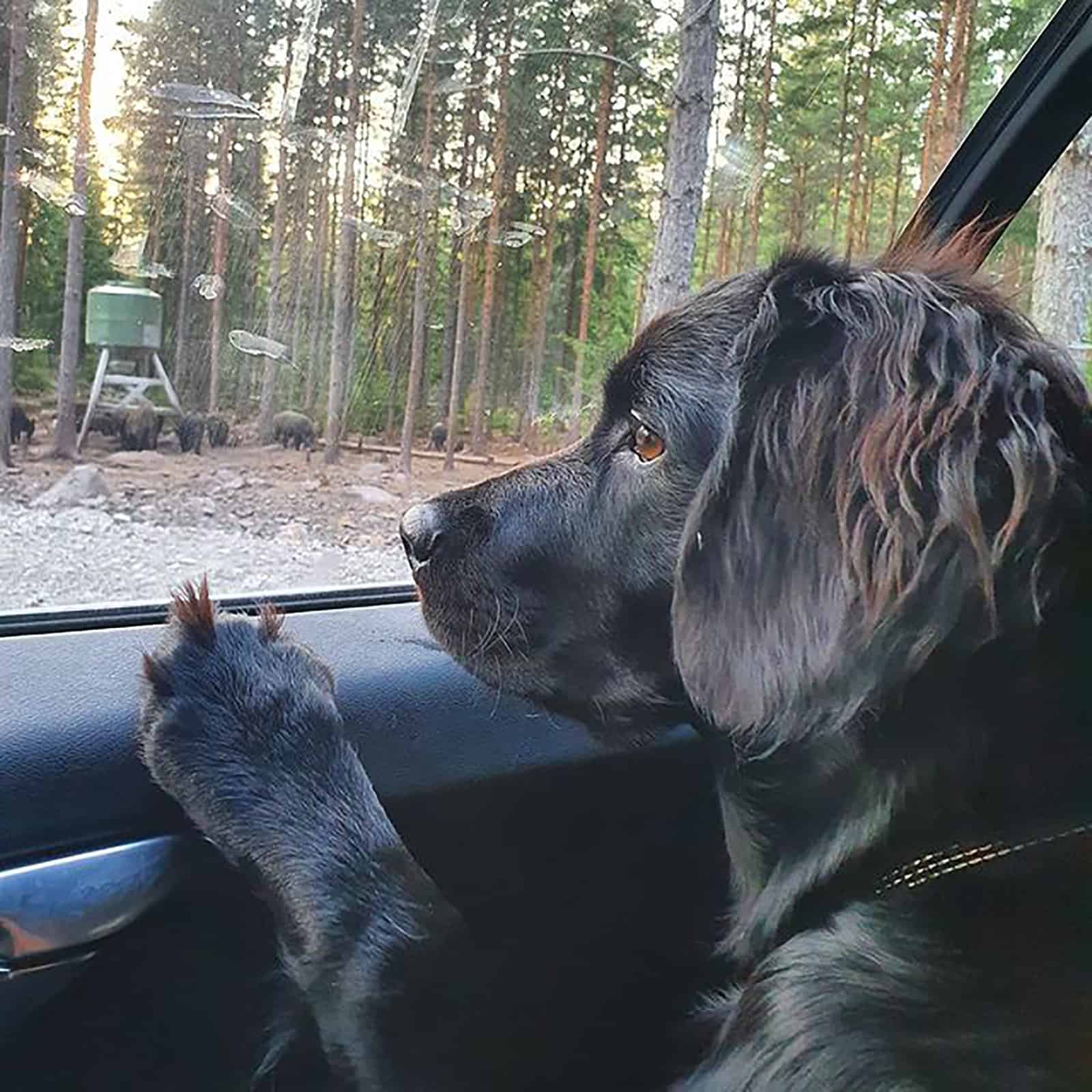 springer rottie in the car