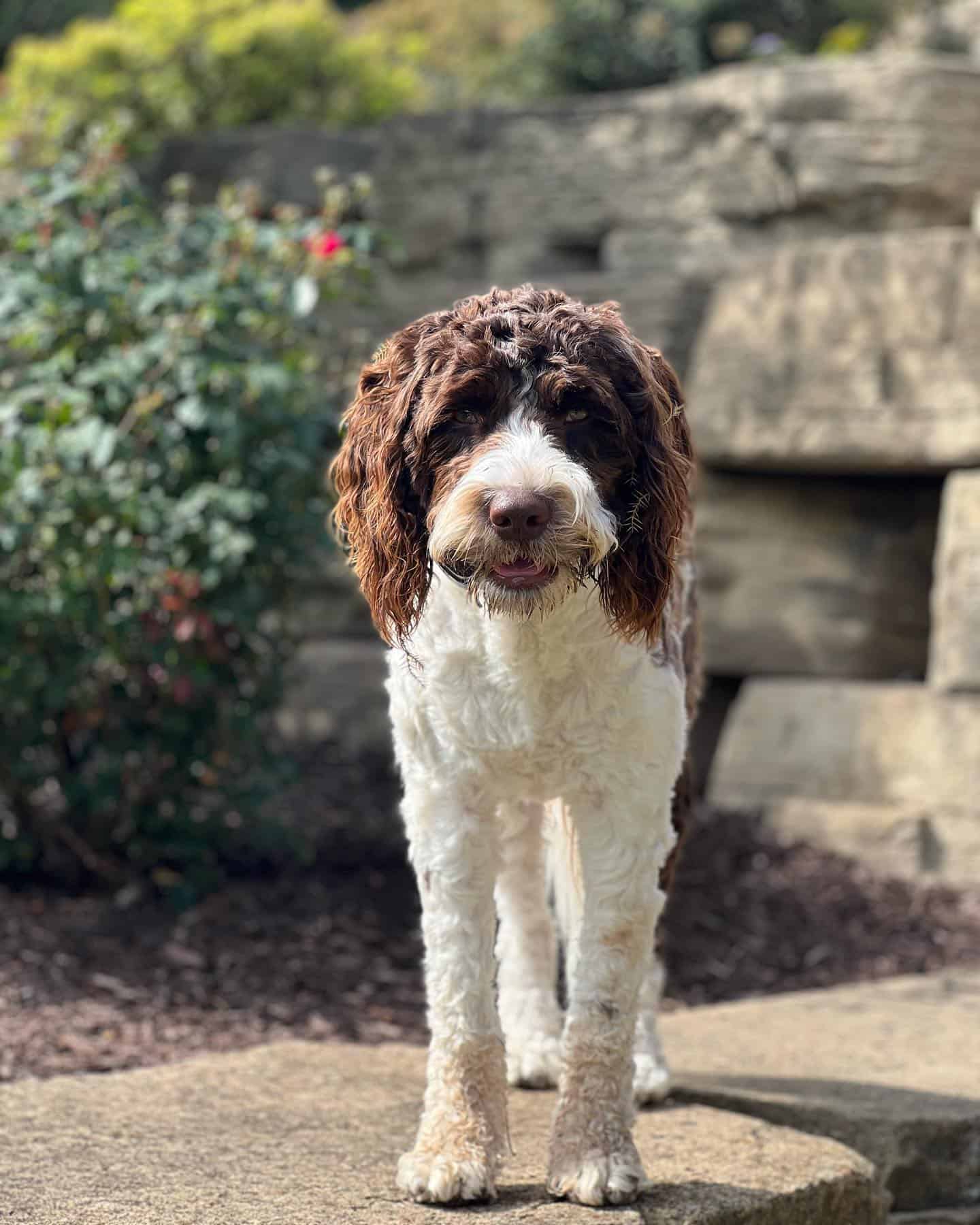 sproodle dog standing outdoor