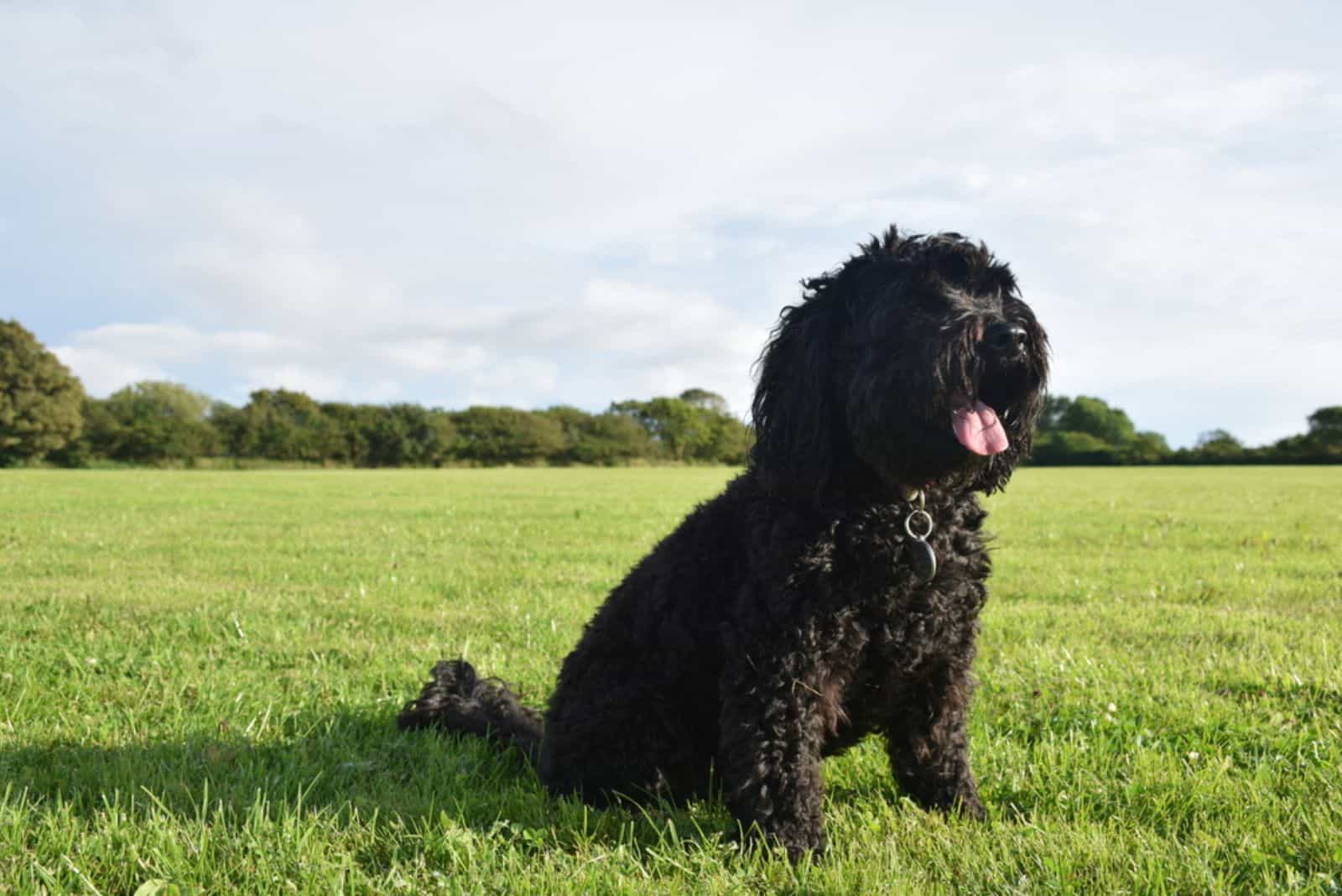 sproodle on the grass