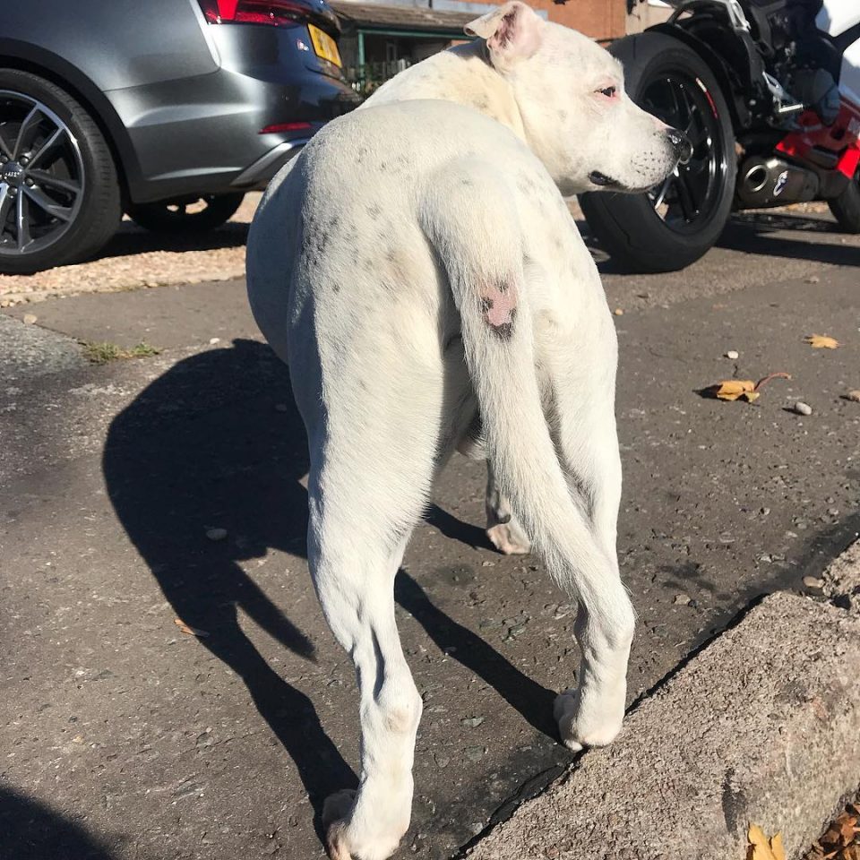 stud-tail-in-dogs-why-does-the-bald-spot-show-up