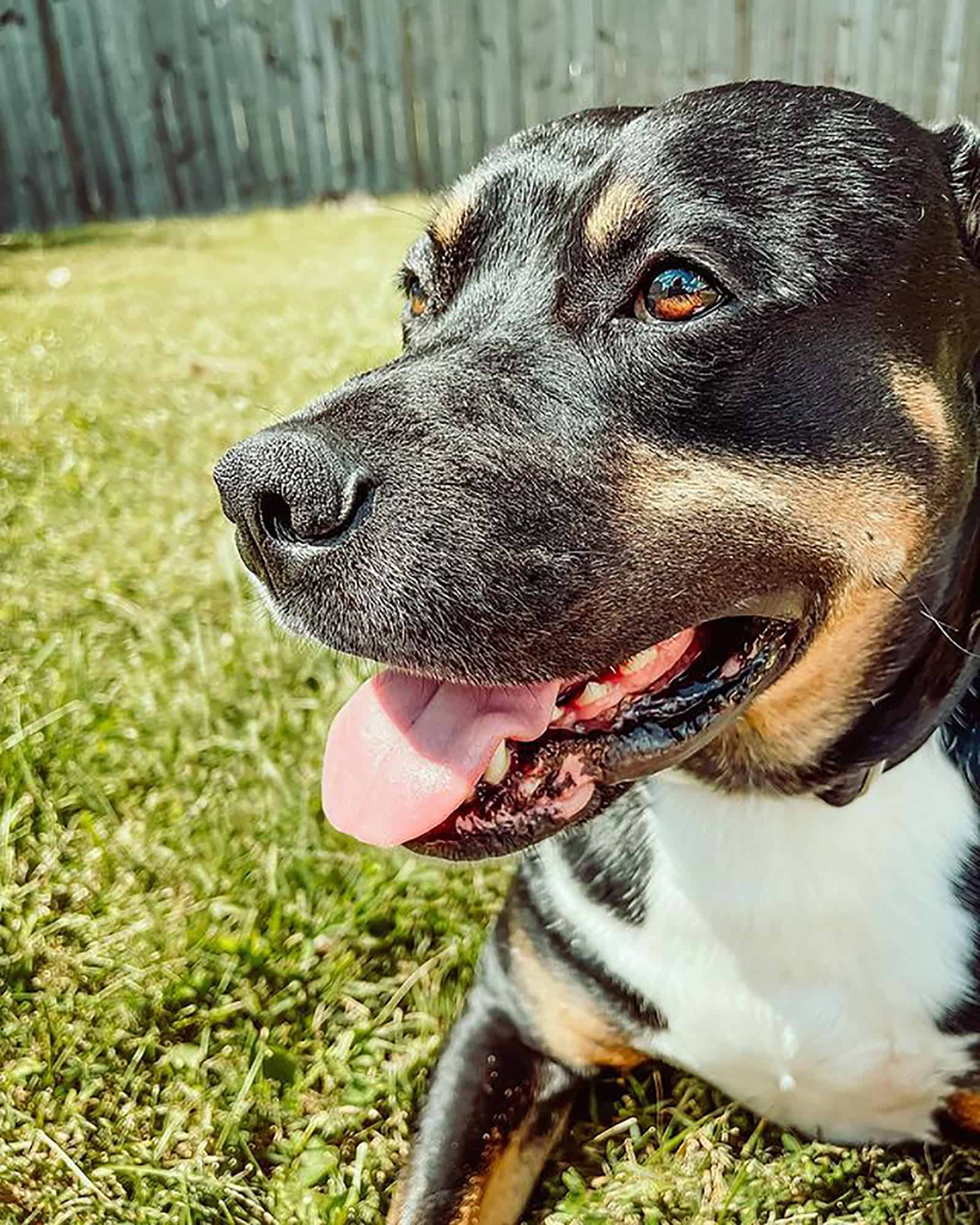 staffweiler in the garden