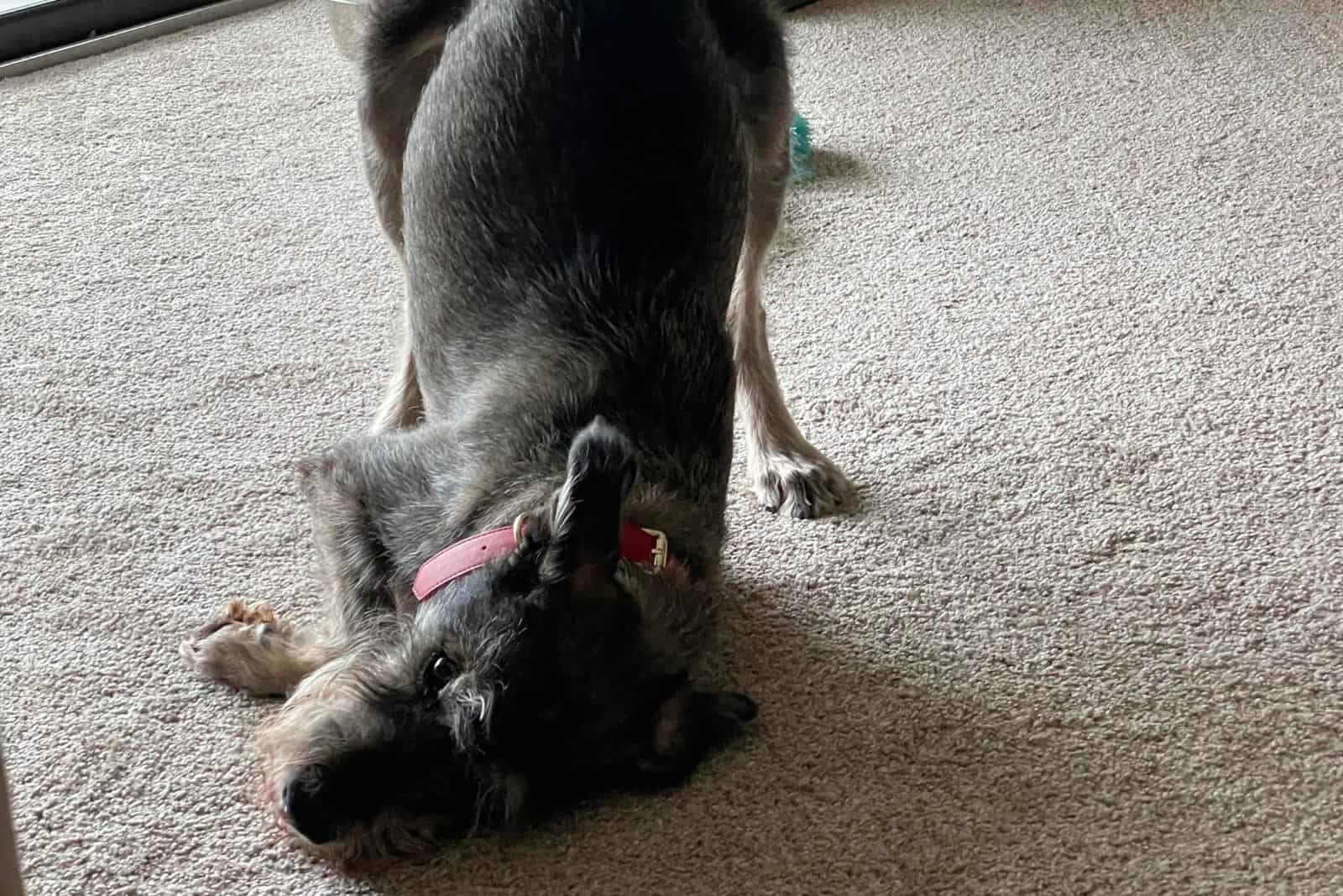 the dog caresses the face of the carpet