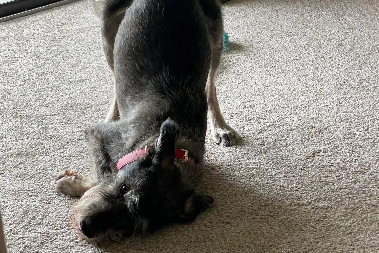 the dog caresses the face of the carpet