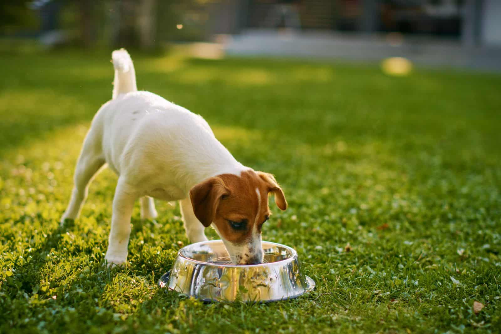 the dog drinks water from the bowl 