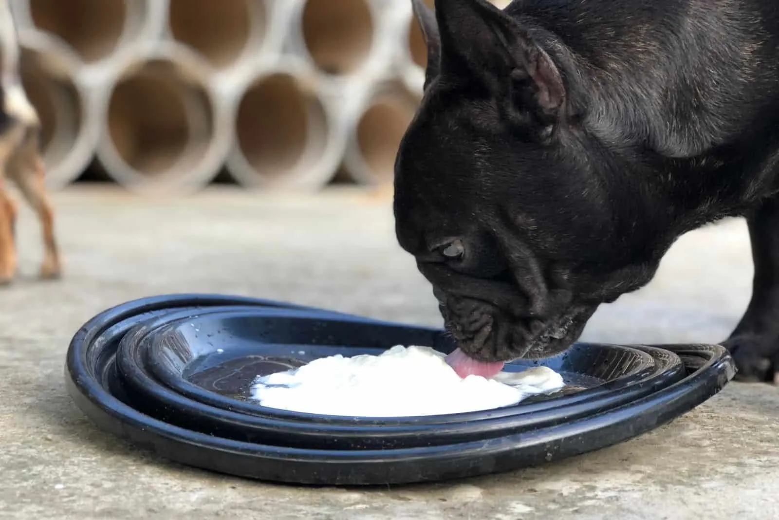 the dog eats yogurt