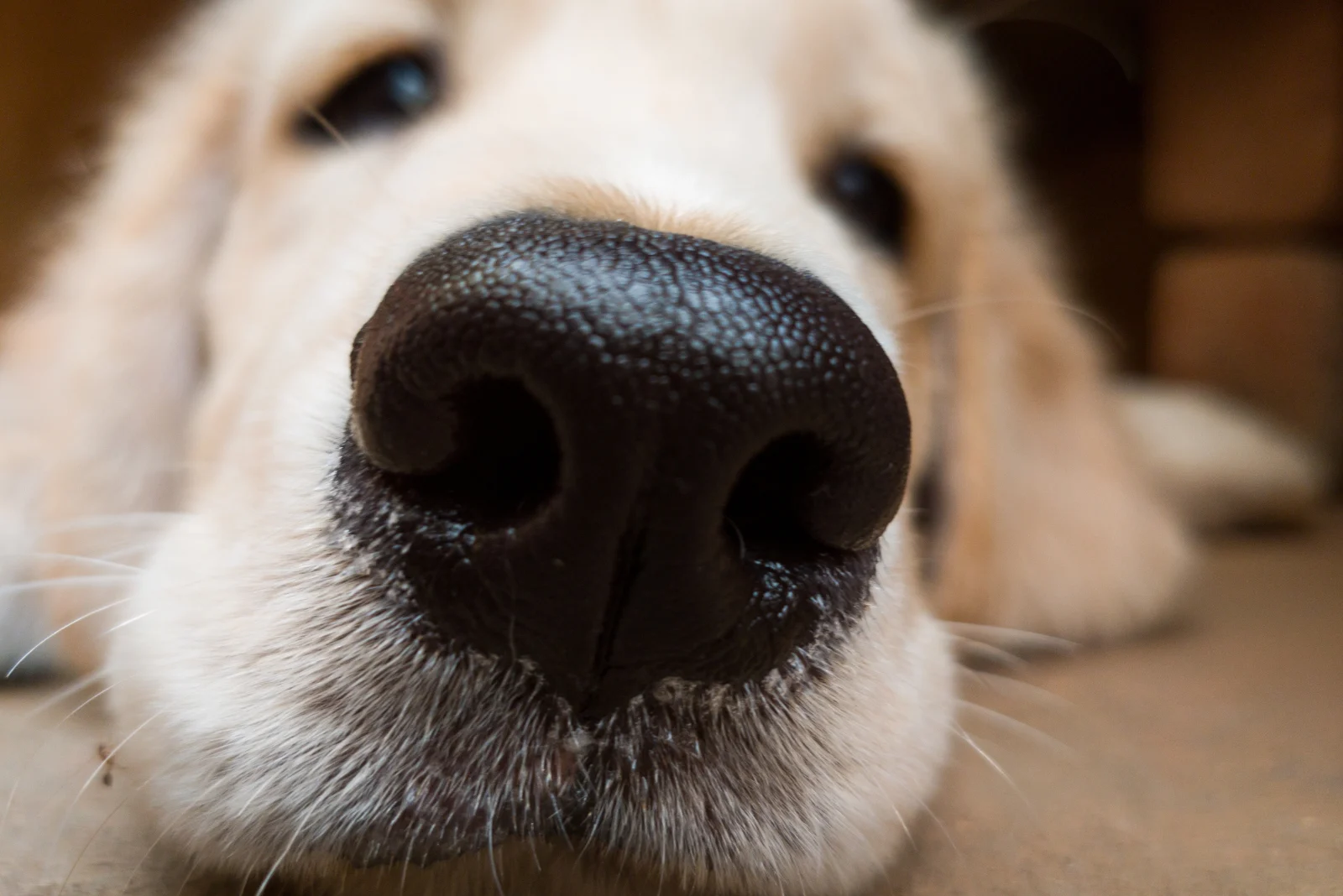 Ranking Crusty Dog Nose Causes From Least To Most Serious