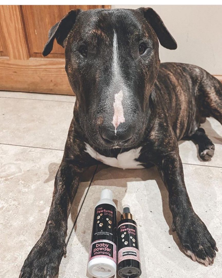 Baby Powder On Dogs Can We Use It And For Which Purposes?