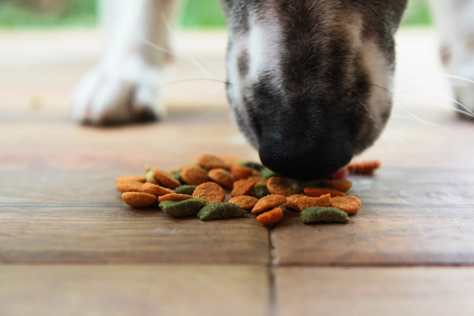 Ranking Crusty Dog Nose Causes From Least To Most Serious