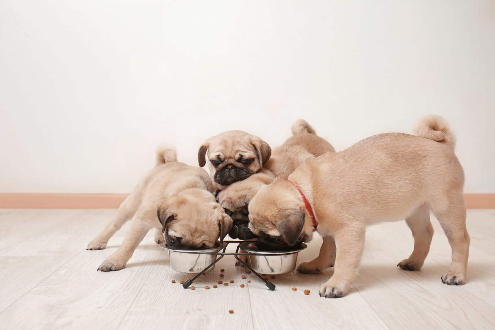 the pug always eats from a bowl