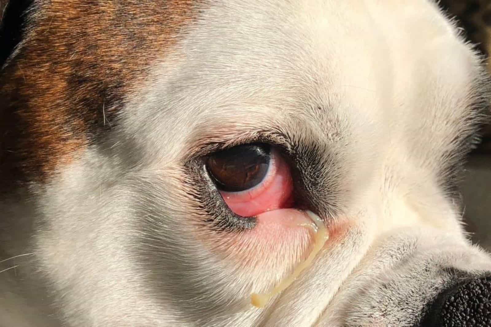 the sick dog has red eyes and oozes pus