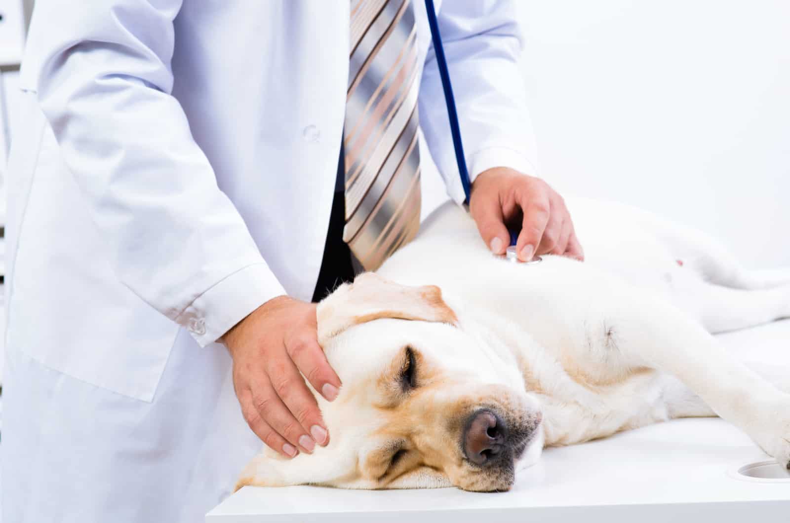 the vet examines the dog on the table