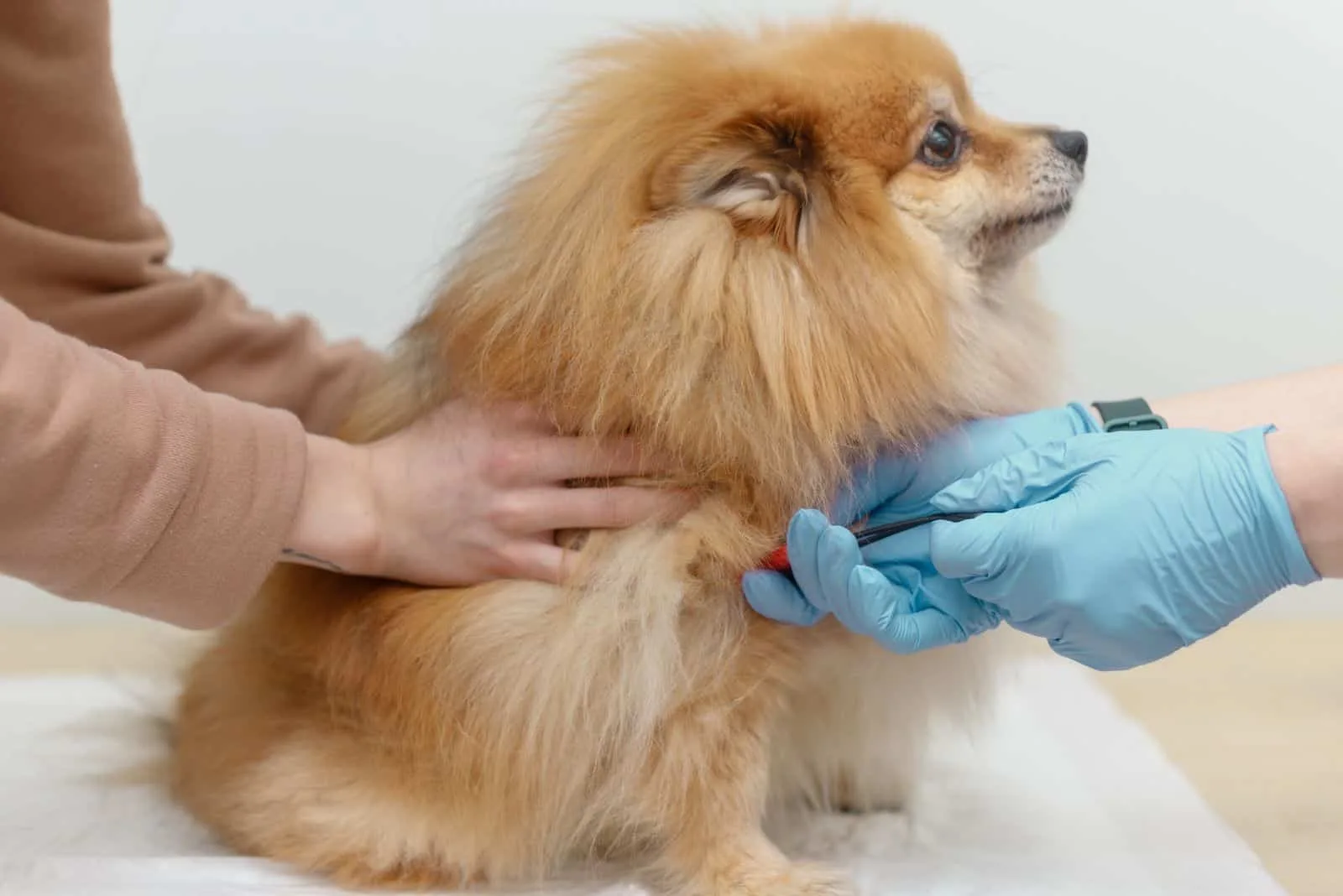 the veterinarian draws blood from the pomeranian