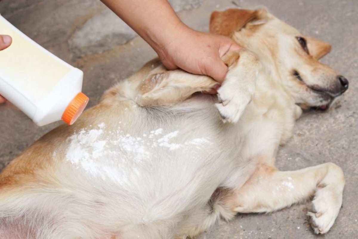 Baby Powder On Dogs Can We Use It And For Which Purposes?