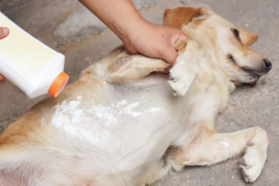 Baby Powder On Dogs Can We Use It And For Which Purposes?