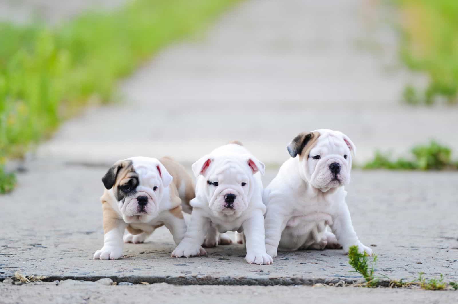 three cute english bulldog puppies sitting outdoors