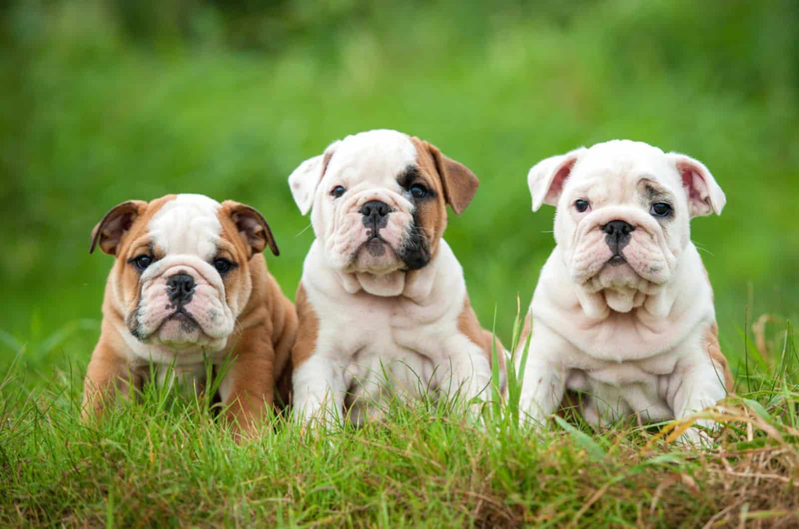 three english bulldog puppies sitting in the grass