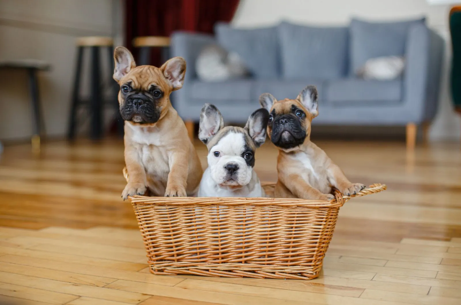 three french bulldog puppies in the basket