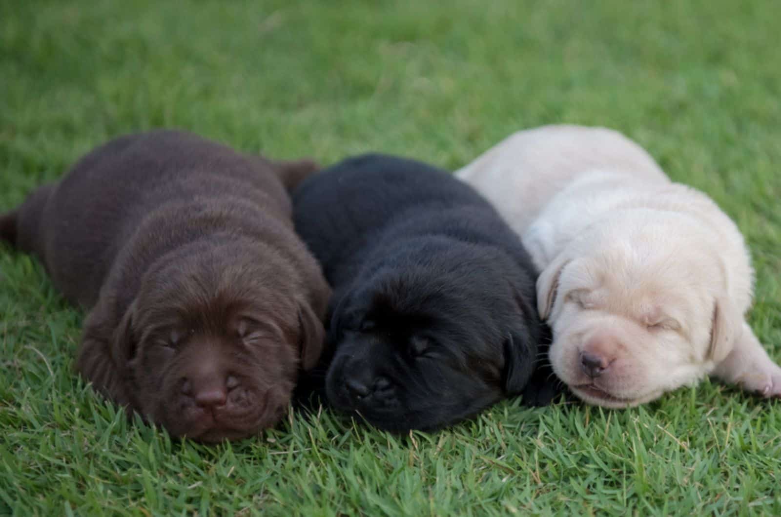 three labrador puppies sleeping together on the lawn
