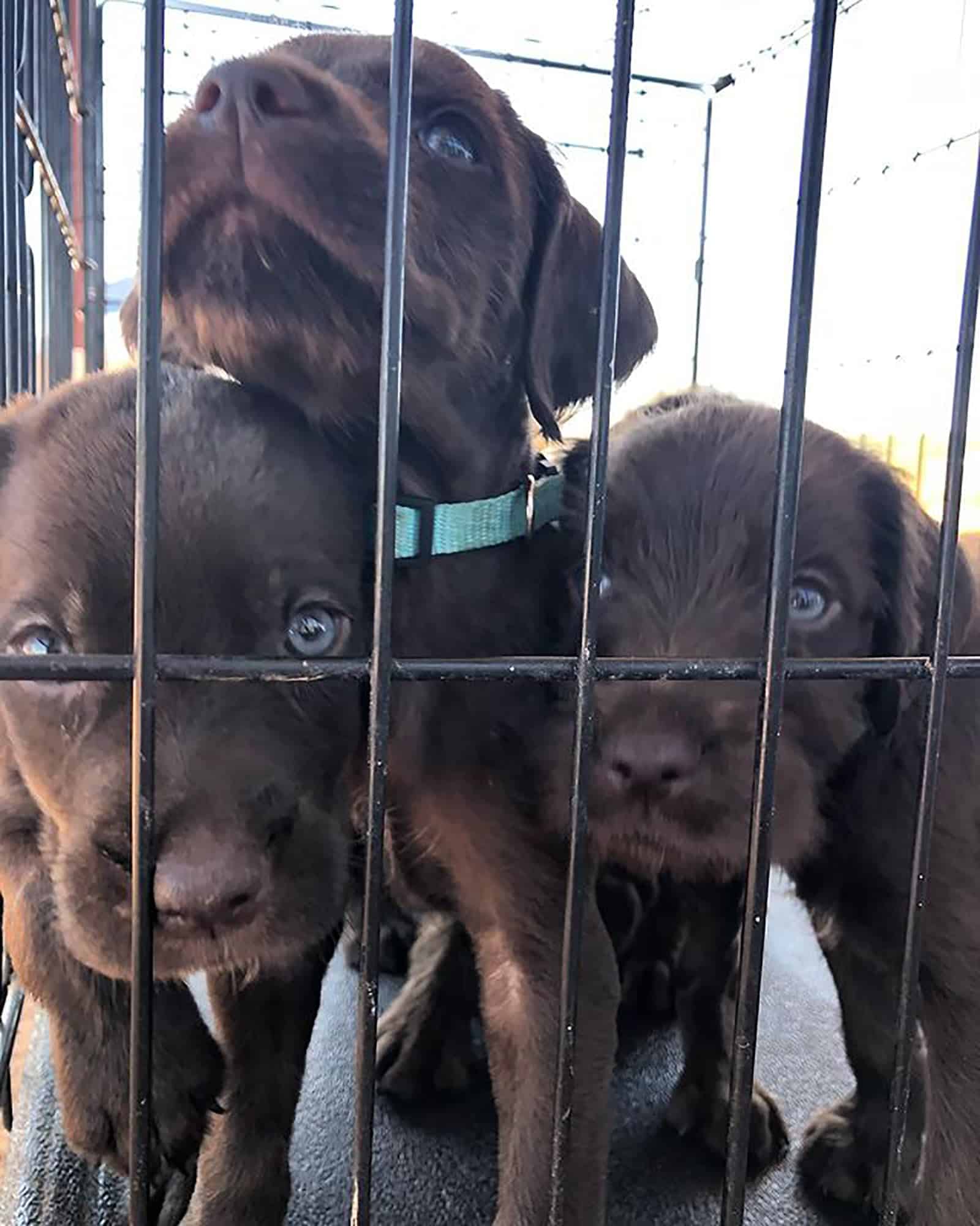 three pudelpointer puppies in a cage