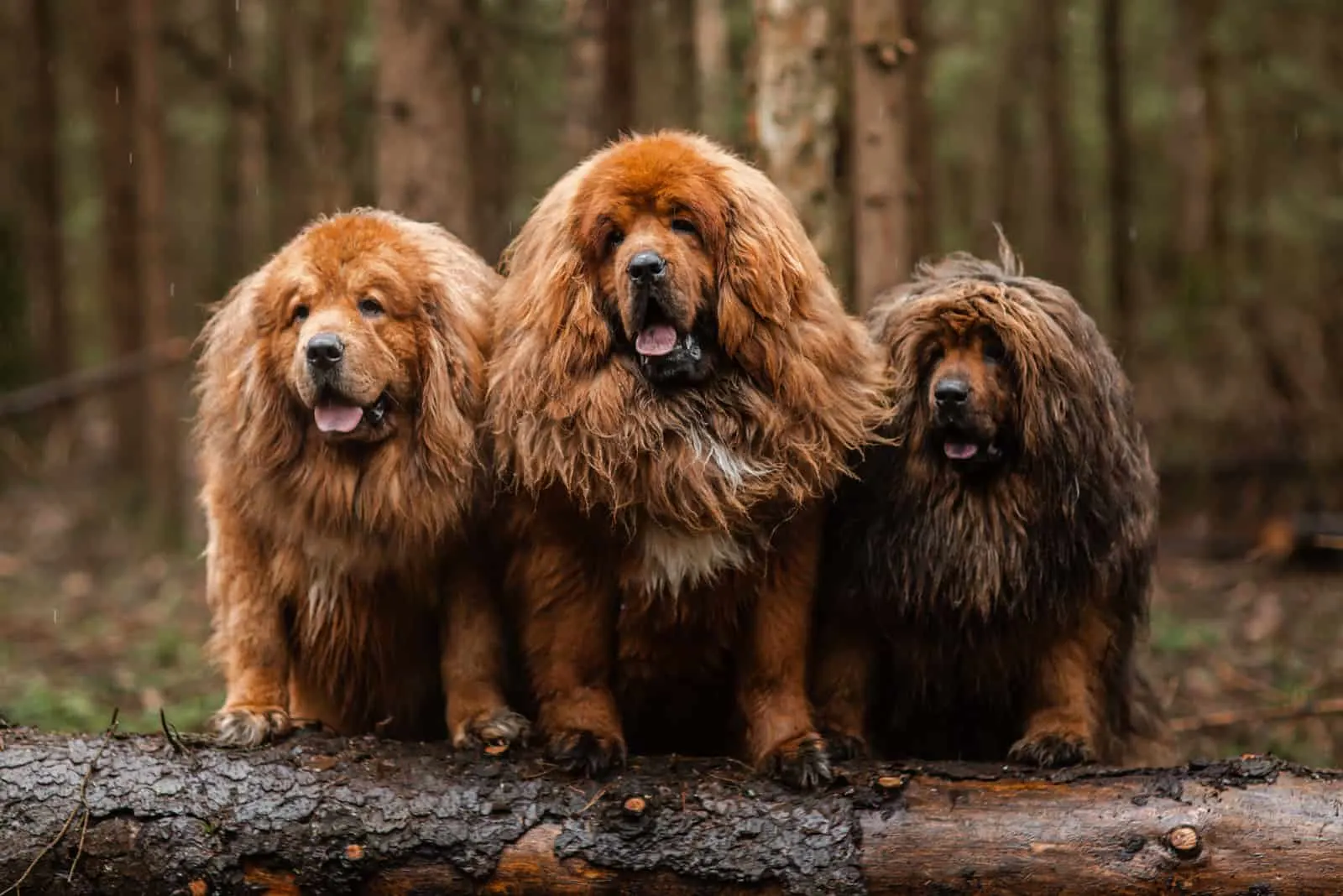 three tibetan mastiffs in nature