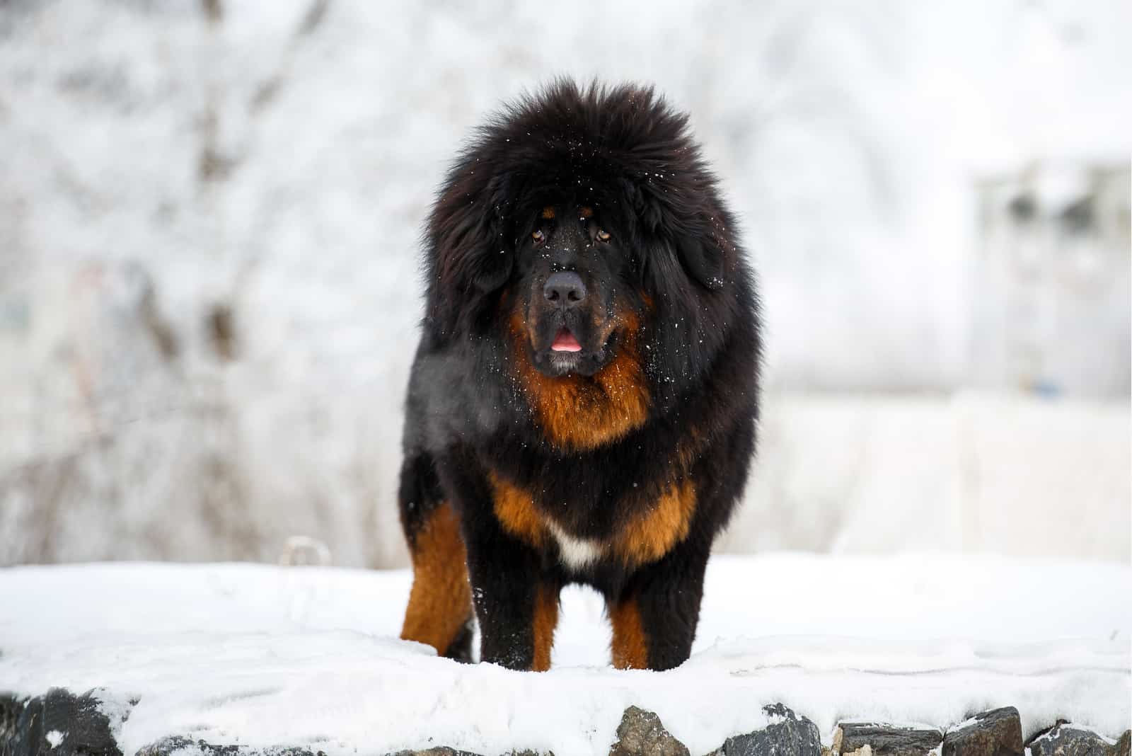 tibetan mastiff in snow
