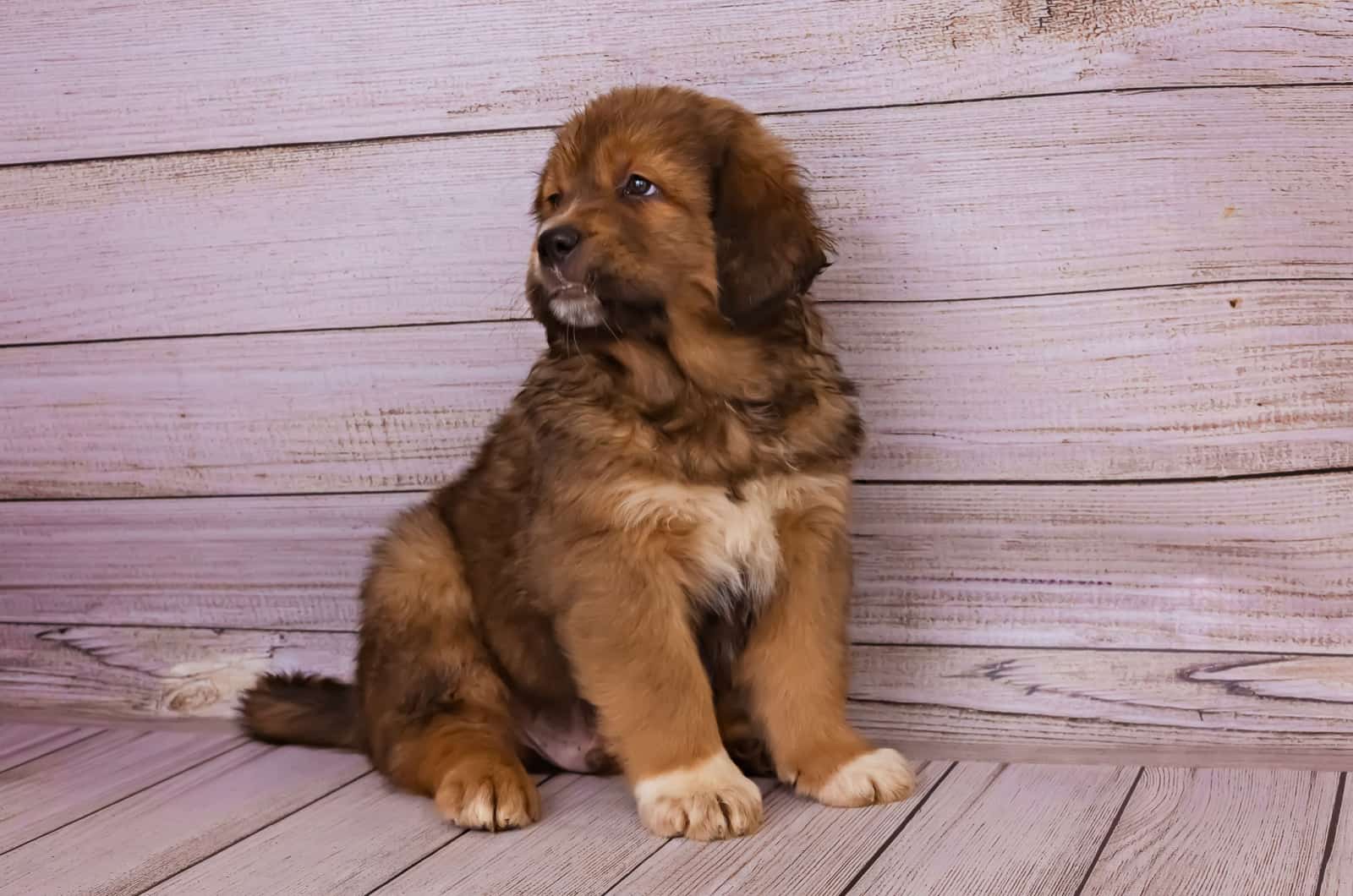 tibetan mastiff puppy