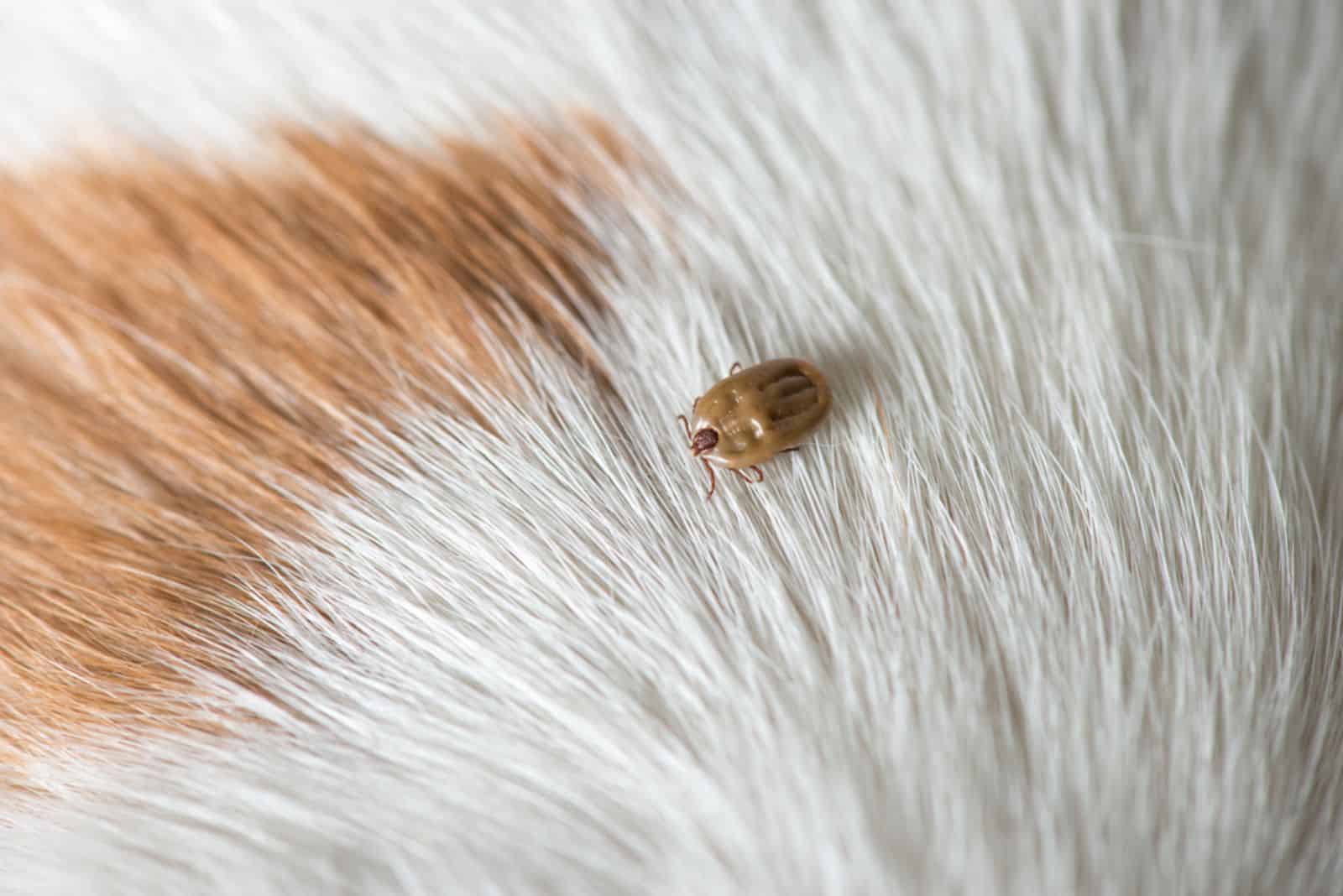 tick on a dog skin