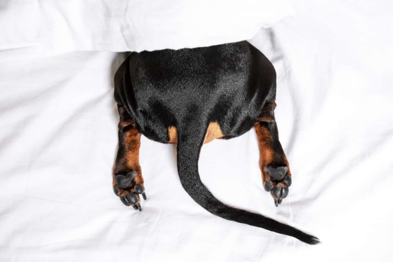 top view on black and tan dog butt, paw and tail sticking out from under the white blanket 