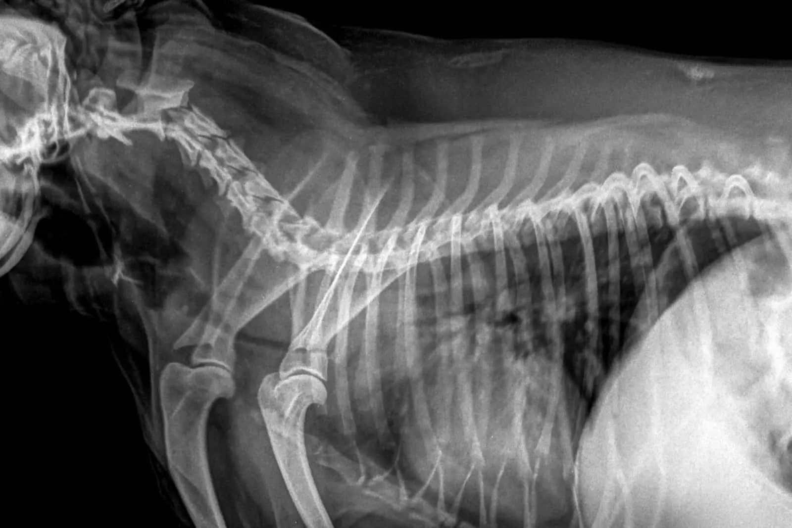 tracheal collapse on x-ray