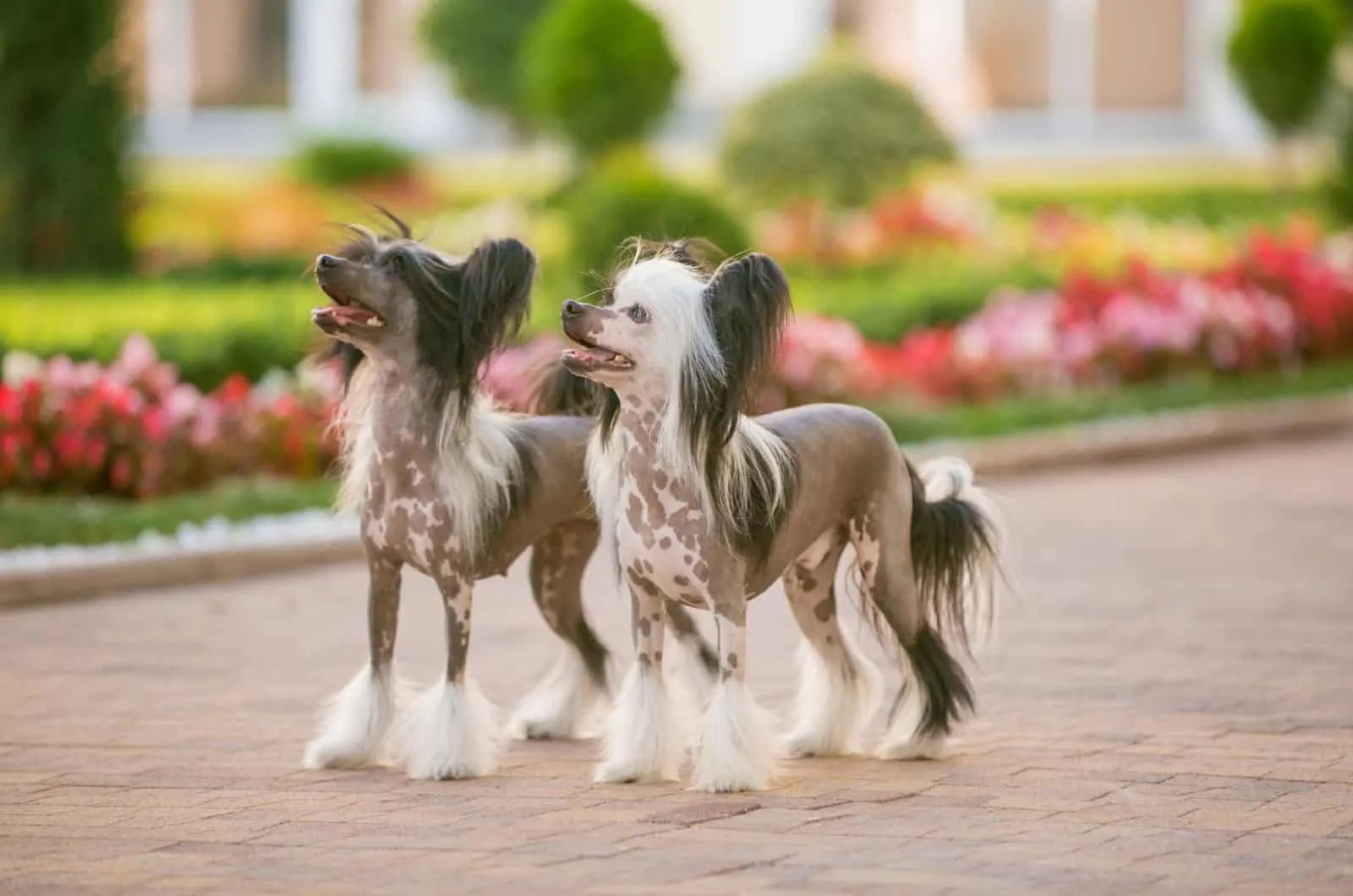 two Chinese Crested dogs walking outside