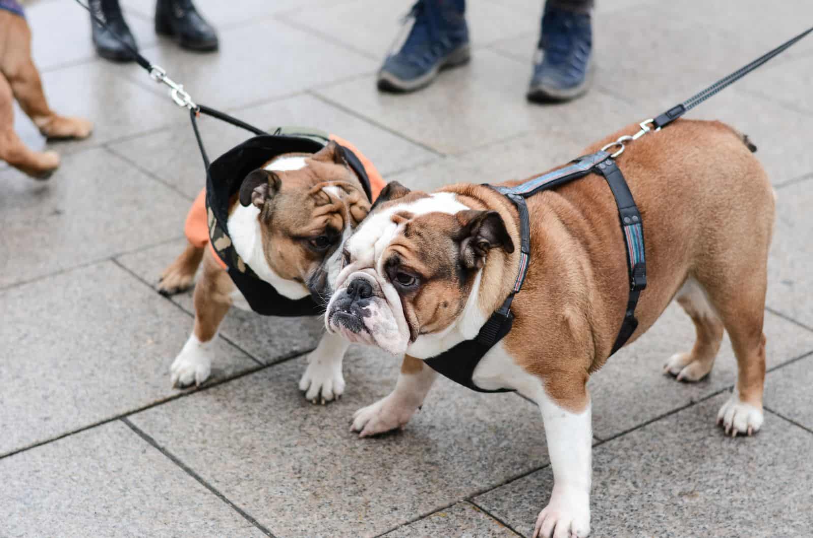 two English Bulldogs with Harnesses