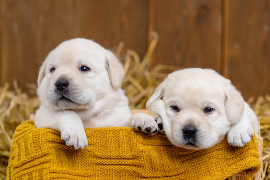 two Labradors are sitting in a basket