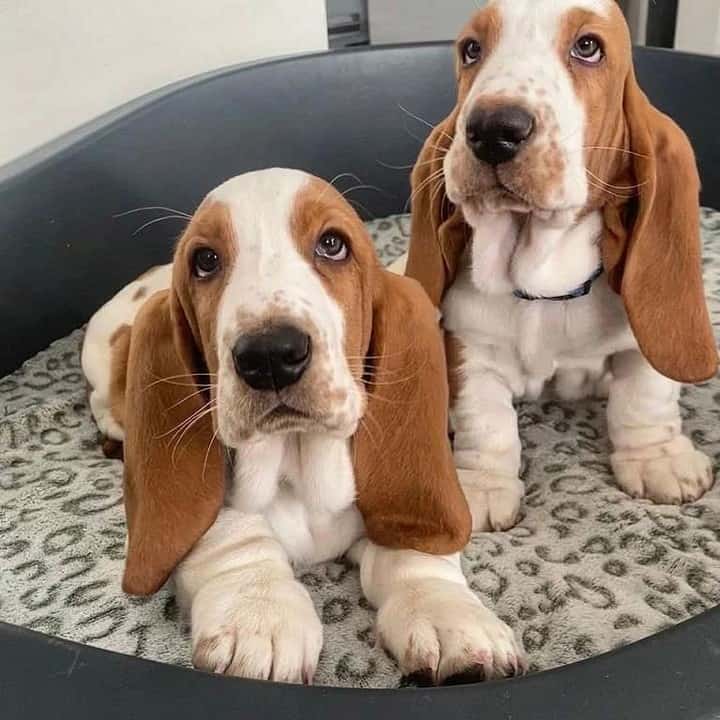 two basset hound puppies