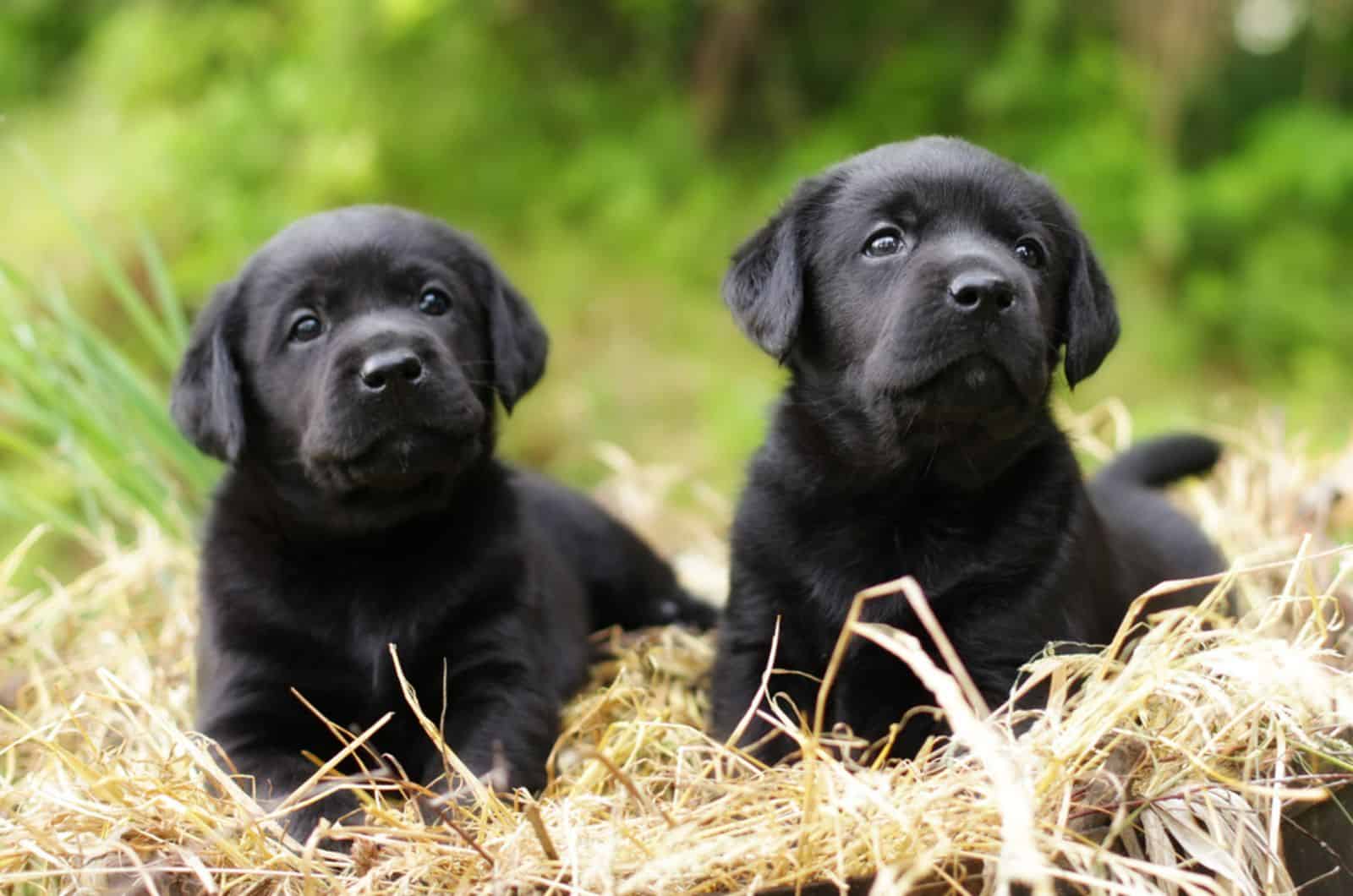 two black labrador puppies sitting in a staw