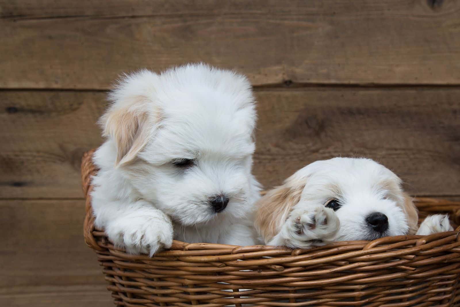 two cute Creditable Coton in a wicker basket