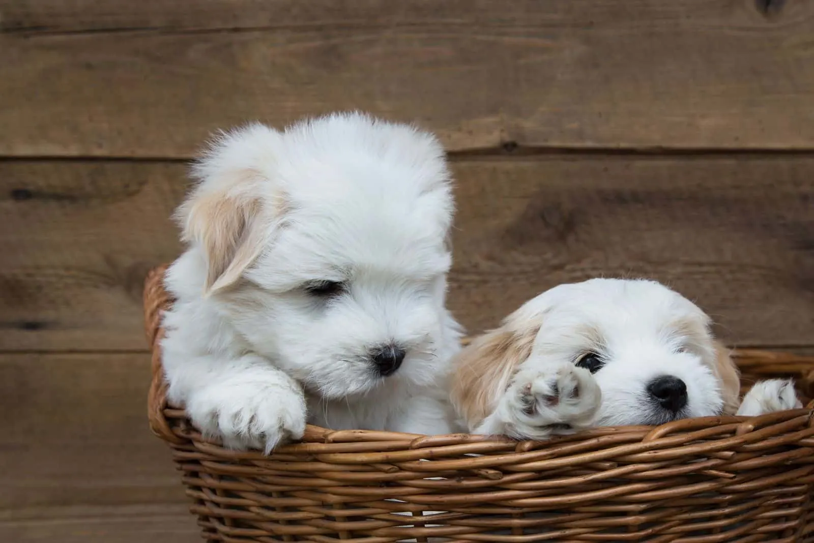 two cute Creditable Coton in a wicker basket