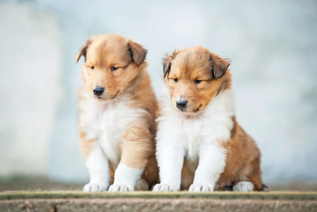 two cute Rough Collie puppies