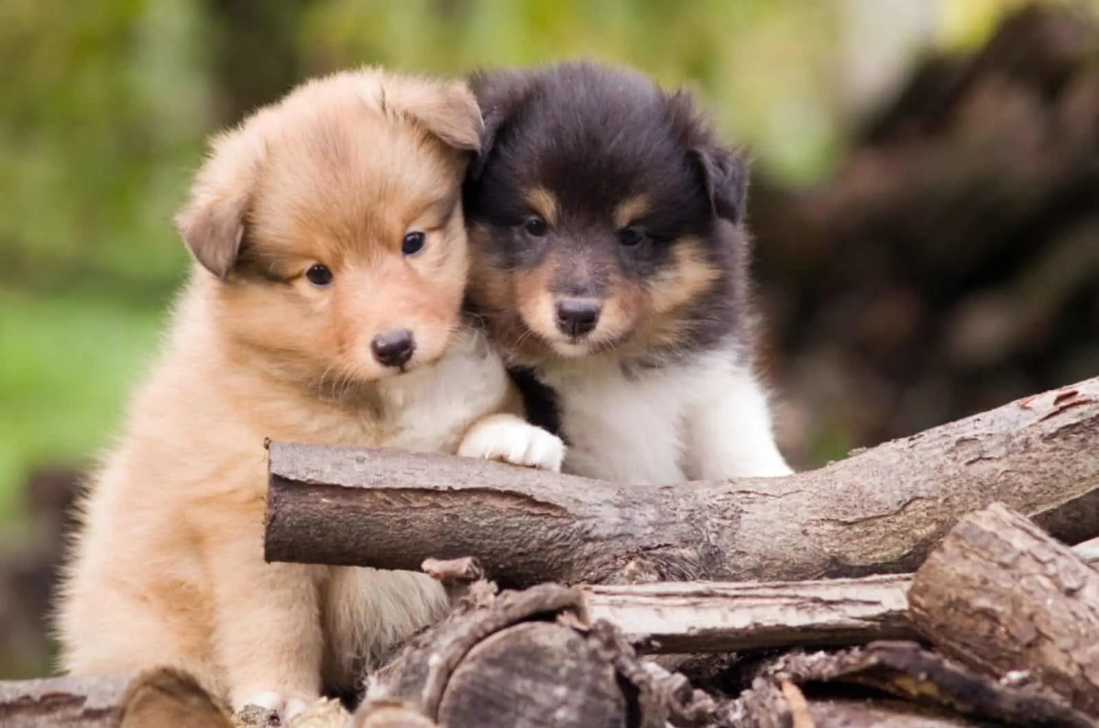 two cute shetland sheepdog puppies sitting together