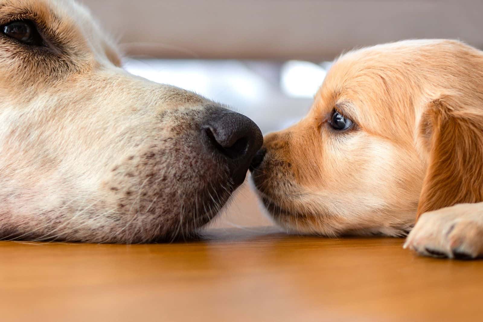two dogs lie on the floor and touch each other with their snouts