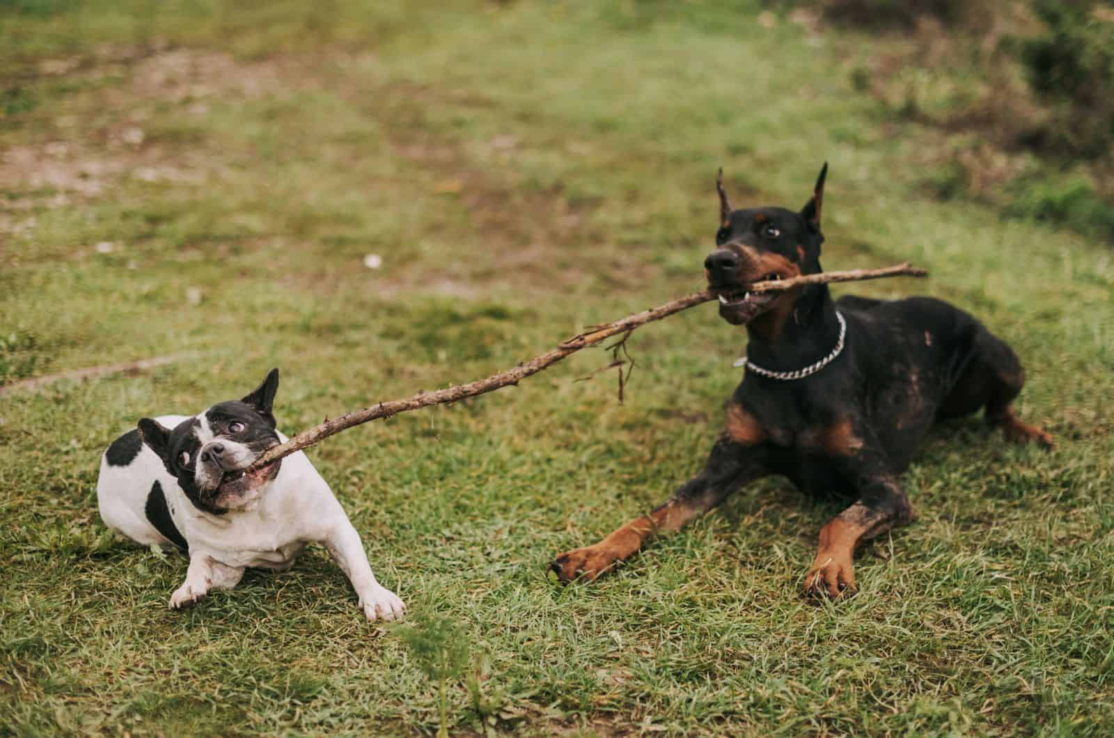 two dogs playing with stick outside