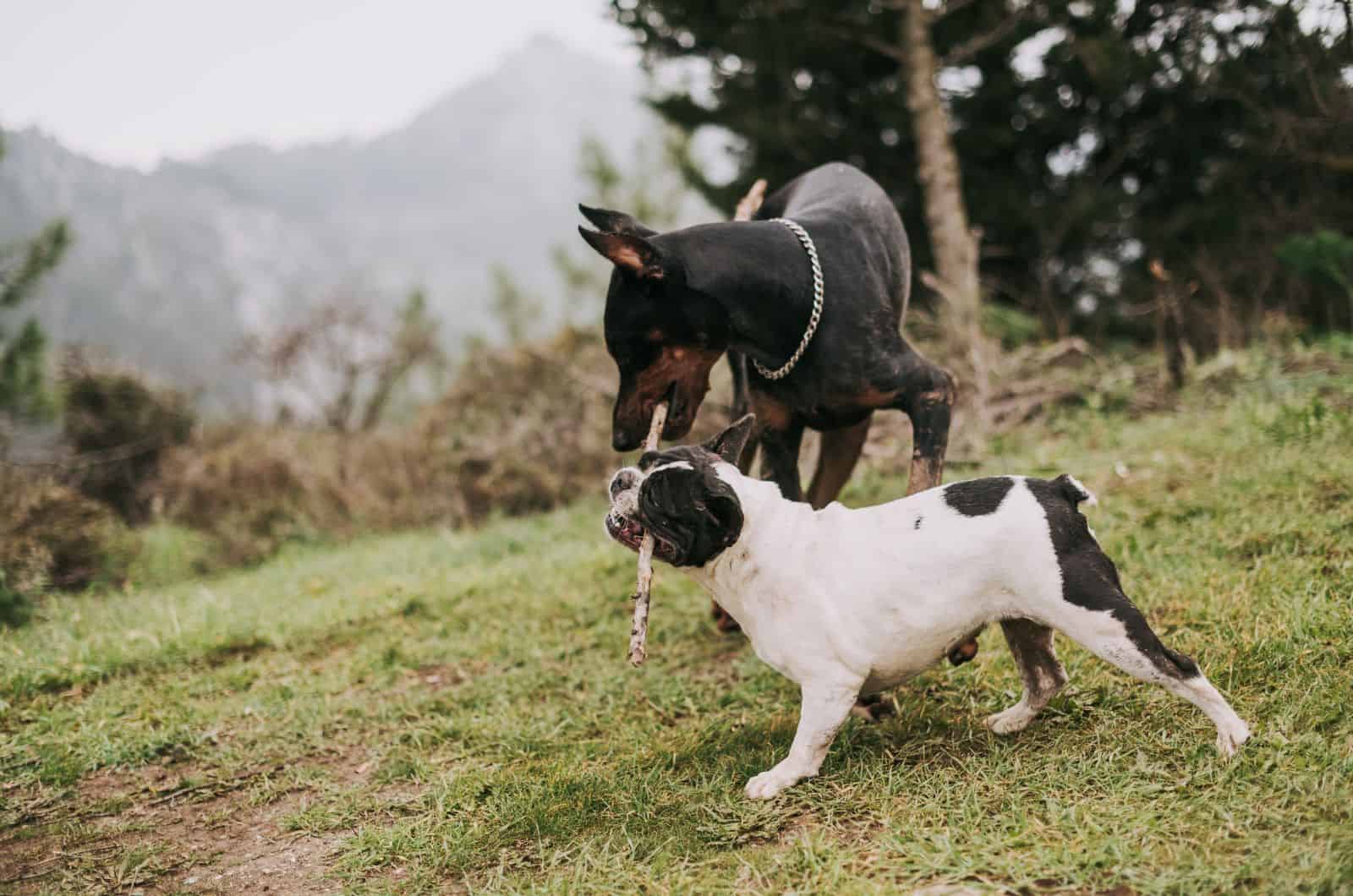 two dogs playing with stick