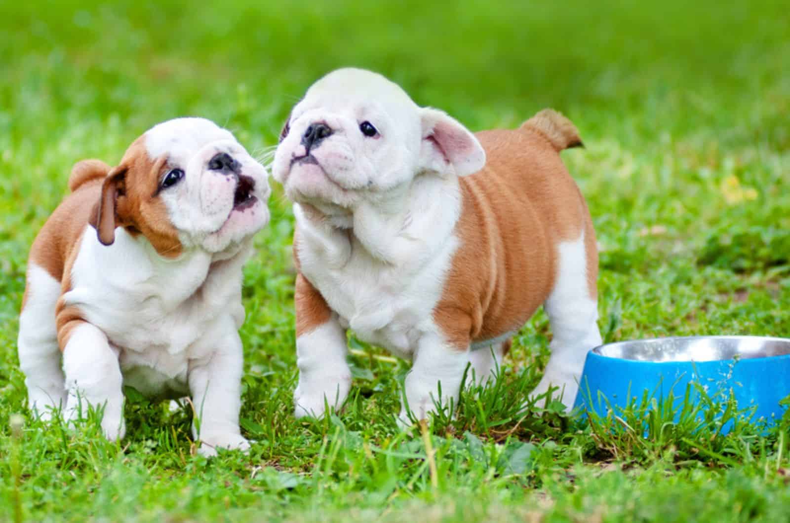 two english bulldog puppies playing outdoors