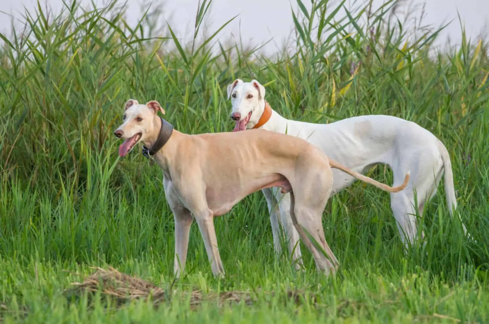 two greyhound dogs in nature