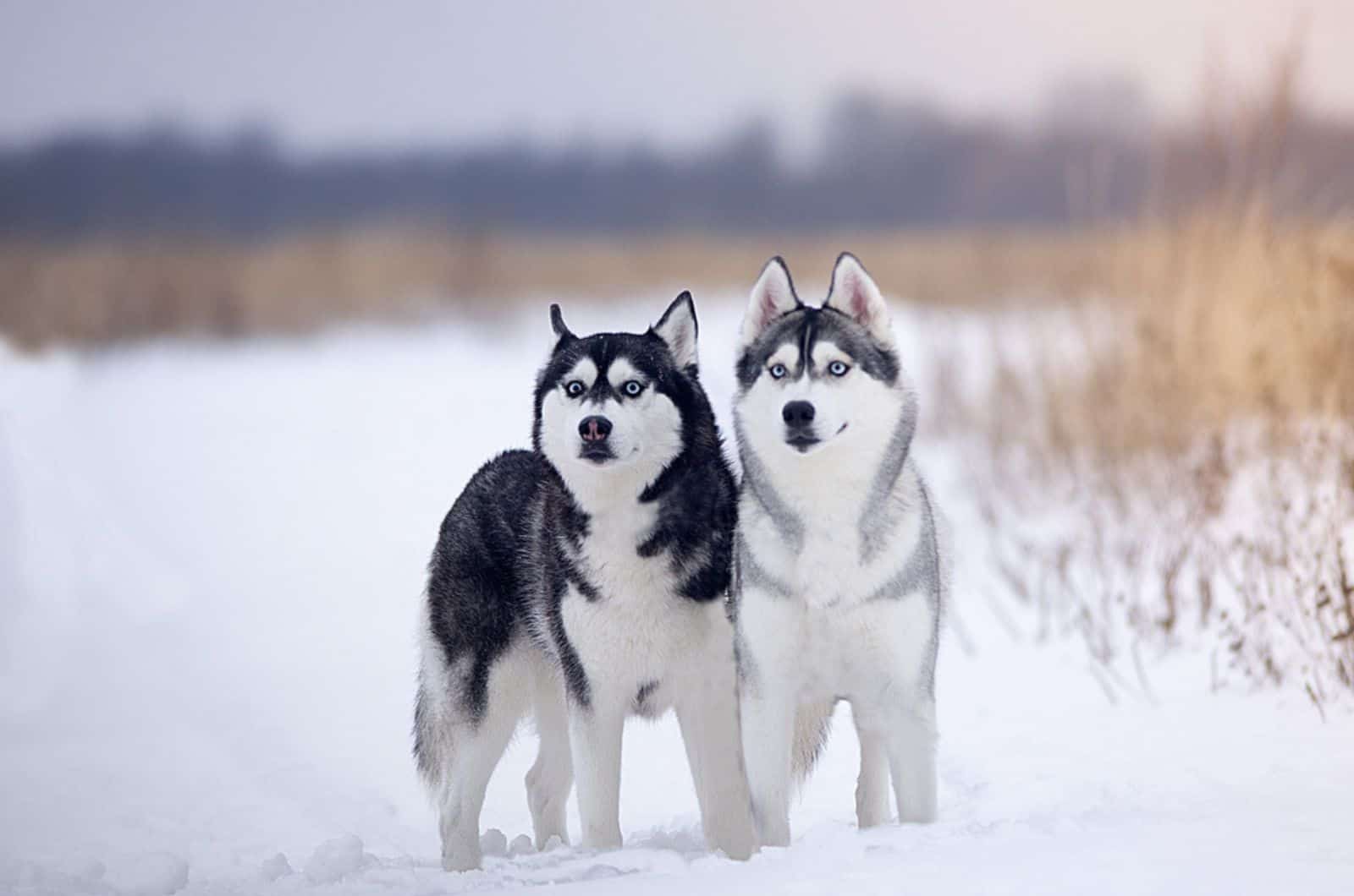 two husky dogs standing in the snow
