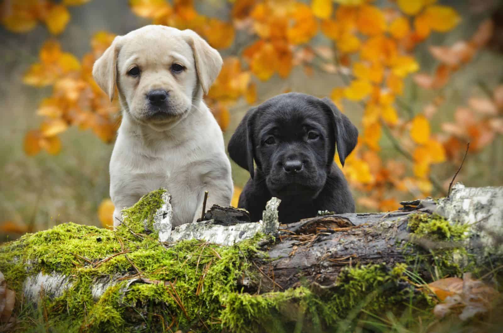 two labrador puppies in the forest