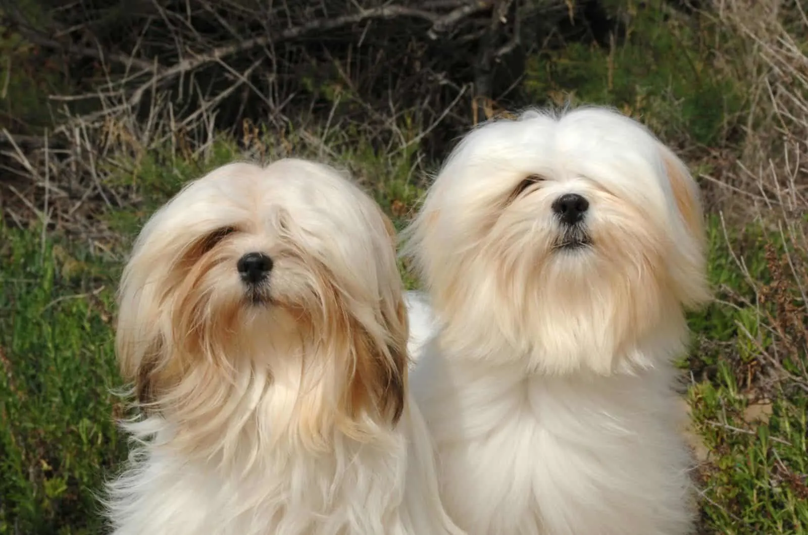 two lhasa apso dogs in nature