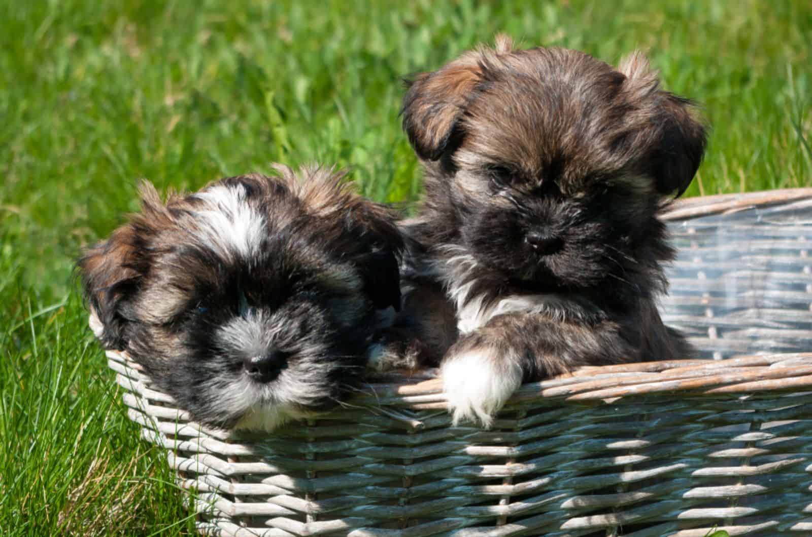two lhasa apso puppies in a basket
