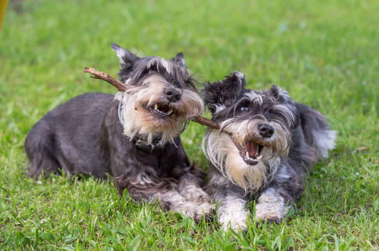 two mini schnauzer dogs  playing one stick together 